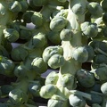 314-8290 Brussels Sprouts, Farmers Market, Madison, WI.jpg